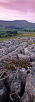 Limestone pavements, Yorkshire NP, England - Lapiez   12937