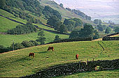 Swaledale (upper), Yorkshire NP, England -  Vallée de Swaledale 12802