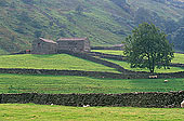 Swaledale (upper), Yorkshire NP, England -  Vallée de Swaledale 12808