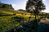 Langstrothdale, Yorkshire NP, England -  Langstrothdale  12859