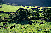 Wharfedale valley, Yorkshire NP, England -  Vallée de Wharfedale 12870