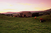 Wensleydale, Barn at sunset, Yorkshire Dales NP, England - Couchant   12878