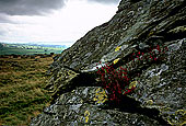 Norber erratics, Yorkshire NP, England - Erosion karstique   12899