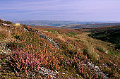 Heather moor, Yorkshire Dales NP, England -  Lande à Bruyère 12958