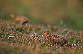 Grouse (red), Yorkshire Dales NP, England -  Lagopède d'Ecosse 11256