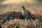 Grouse (red), Yorkshire Dales NP, England -  Lagopède d'Ecosse 11257