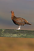 Grouse (red), Yorkshire Dales NP, England -  Lagopède d'Ecosse 12961