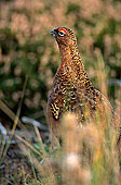 Grouse (red), Yorkshire Dales NP, England -  Lagopède d'Ecosse 12963