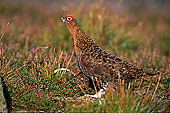 Grouse (red), Yorkshire Dales NP, England -  Lagopède d'Ecosse 12967