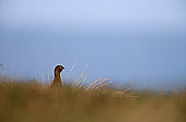 Grouse (red), Yorkshire Dales NP, England -  Lagopède d'Ecosse 12969