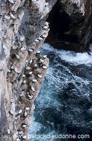 Noss National Nature Reserve, Shetland - Reserve nationale de Noss  13234