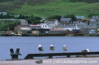 View of Scalloway harbour, Shetland -  Port de Scalloway, Shetland  13304
