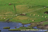 Tranquil scene with sheep and gulls, Shetland -  Scene tranquille 13319