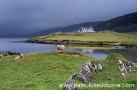 Hogaland, Whiteness, mainland, Shetland - Hogaland, Shetland  13334