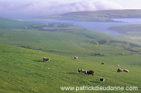 Crofts & sheep, near Rerwick, South Mainland, Shetland -  Champs près de Rerwick  13376
