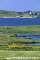 Loch of Spiggie Nature reserve,South Mainland, Shetland - Lac de Spiggie 13381