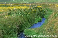 South Mainland: small burn and crofts - Champs et ruisseau, Shetland  13399