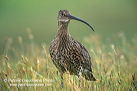 Curlew (Numenius arquata) - Courlis cendré - 11228