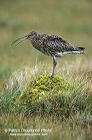 Curlew (Numenius arquata) - Courlis cendré - 11230