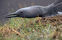 Red-throated Diver (Gavia stellata) - Plongeon catmarin - 11392