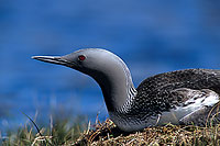 Red-throated Diver (Gavia stellata) - Plongeon catmarin - 11394