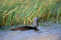 Red-throated Diver (Gavia stellata) - Plongeon catmarin - 11397 Red-throated Diver (Gavia stellata) - Plongeon catmarin - 11397