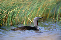 Red-throated Diver (Gavia stellata) - Plongeon catmarin - 11397