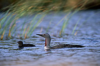 Red-throated Diver (Gavia stellata) - Plongeon catmarin - 17337