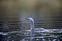 Red-throated Diver (Gavia stellata) - Plongeon catmarin - 17344