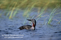 Red-throated Diver (Gavia stellata) - Plongeon catmarin - 17942