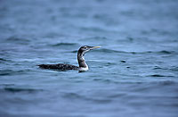 Yellowbilled Diver (Gavia adamsii) - Plongeon à bec blanc - 17354