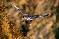 Fulmar (Fulmarus glacialis) - Petrel Fulmar - 11463