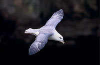 Fulmar (Fulmarus glacialis) - Petrel Fulmar - 11465