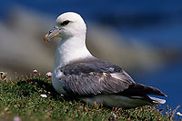 Fulmar (Fulmarus glacialis) - Petrel Fulmar - 11482