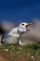 Fulmar (Fulmarus glacialis) - Petrel Fulmar - 11484 Fulmar (Fulmarus glacialis) - Petrel Fulmar - 11484