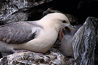 Fulmar (Fulmarus glacialis) - Petrel Fulmar - 11486