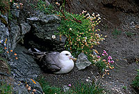 Fulmar (Fulmarus glacialis) - Petrel Fulmar - 11496 Fulmar (Fulmarus glacialis) - Petrel Fulmar - 11496