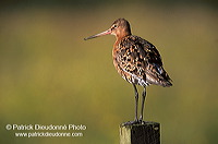 Blacktailed godwit (Limosa limosa) - Barge à queue noire - 17556