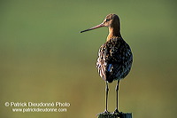 Blacktailed godwit (Limosa limosa) - Barge à queue noire - 17560