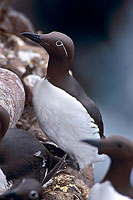 Guillemot (Uria aalge) - Guillemot - 17358