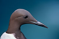 Guillemot (Uria aalge) - Guillemot - 17359