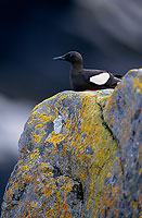 Black Guillemot (Cepphus grylle) - Guillemot à miroir - 17374