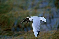Gull (Black-headed) (Larus ridibundus) - Mouette rieuse 12004