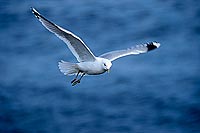 Gull (Common) in flight (Larus canus) - Goéland cendré 11787