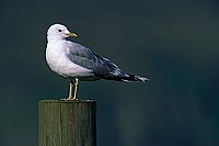 Gull (Common) (Larus canus) - Goéland cendré 11790