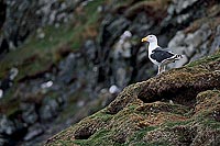 Gull (Great Black-backed) (Larus marinus) - Goéland marin 11805