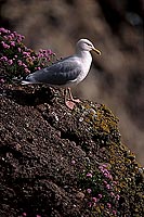 Gull (Herring) (Larus argentatus argenteus) - Goéland argenté 11890