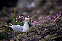 Gull (Herring) (Larus argentatus argenteus) - Goéland argenté 11899