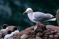 Gull (Herring) (Larus argentatus) - Goéland argenté - 11900