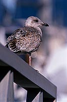 Gull (Herring) (Larus argentatus argenteus) - Goéland argenté 11938